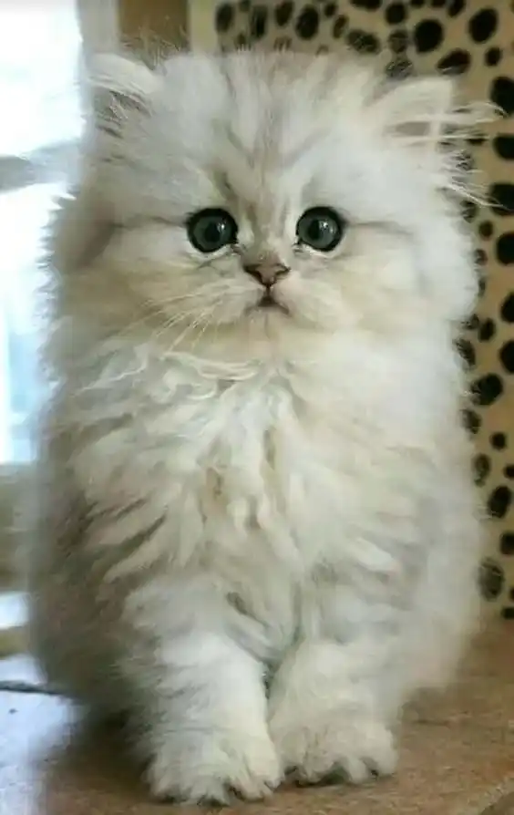 Cute Cat DP