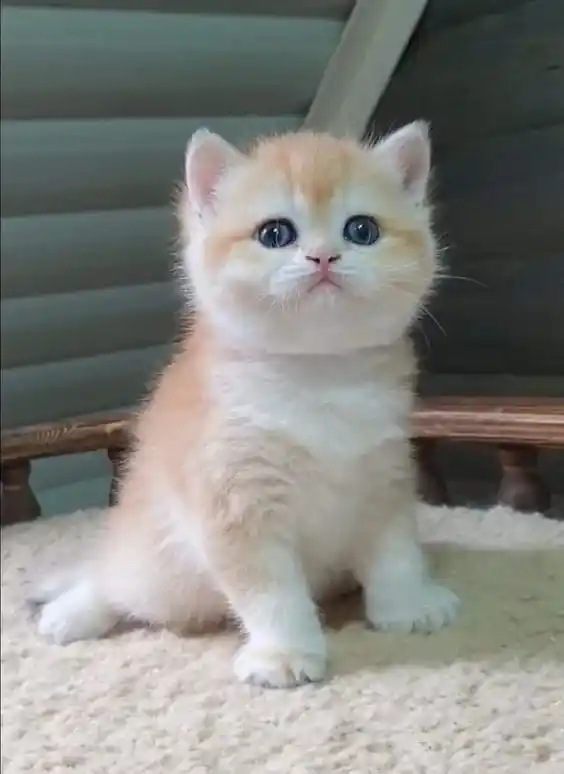 Cute Cat DP