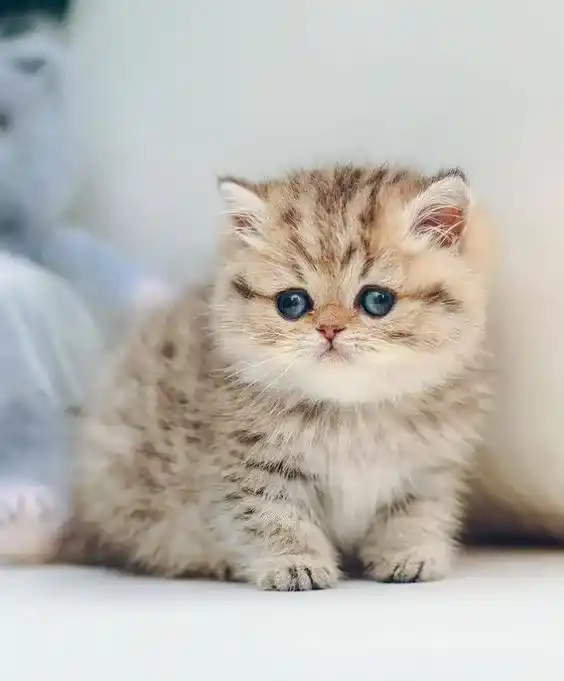 Cute Cat DP