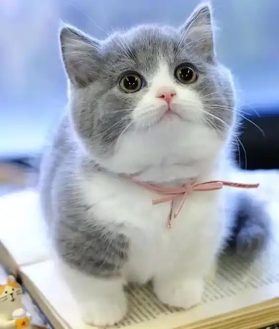 Cute Cat DP