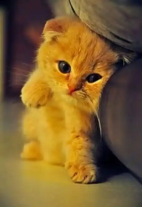 Cute Cat DP