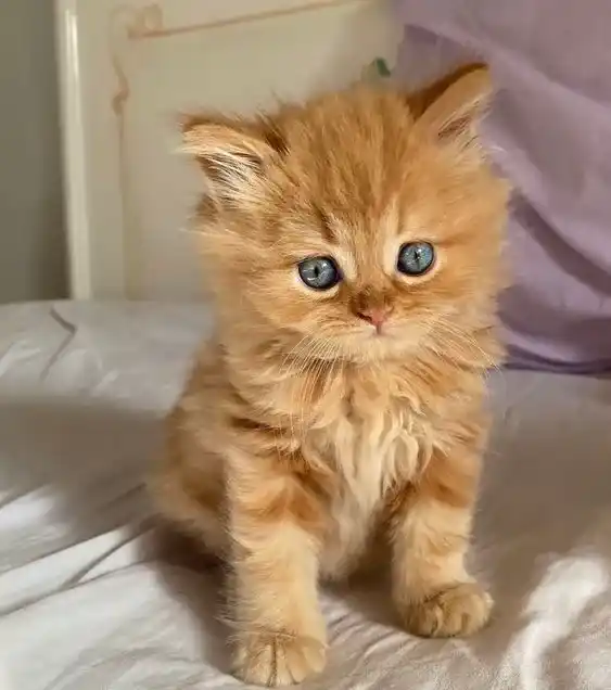 Cute Cat DP