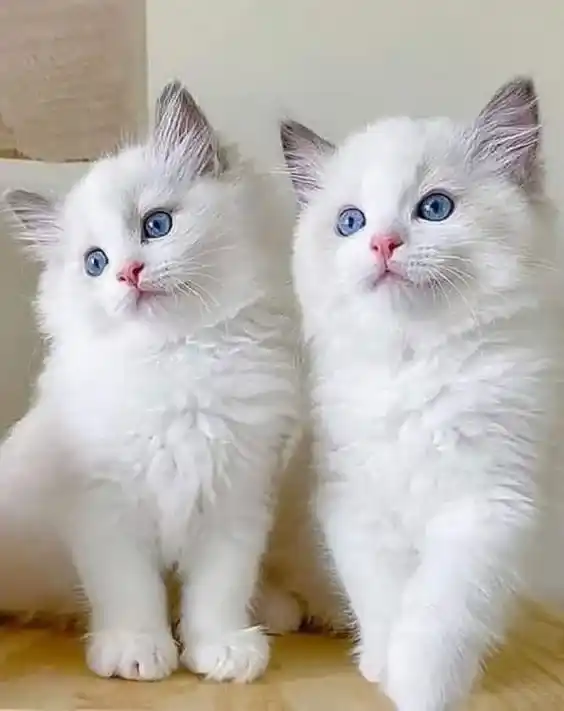 Cute Cat DP