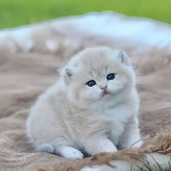Cute Cat DP