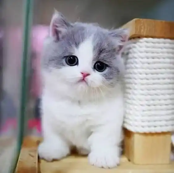 Cute Cat DP