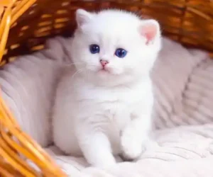 cute cat dp