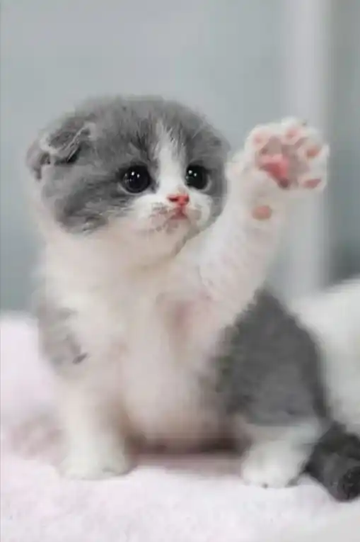 Cute Cat DP