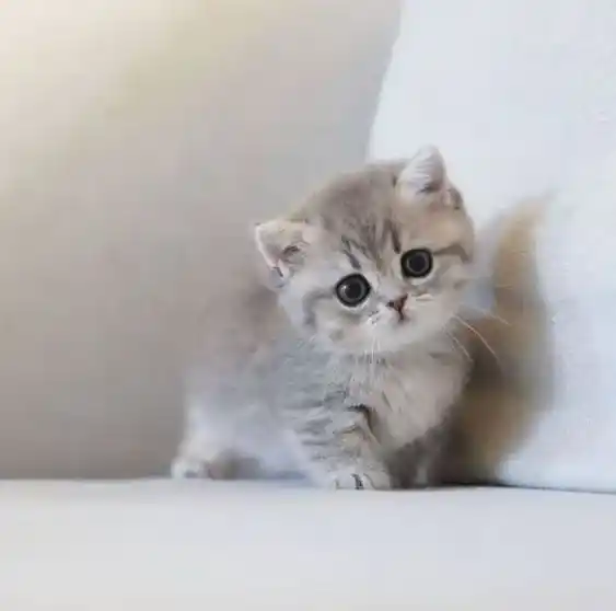 Cute Cat DP