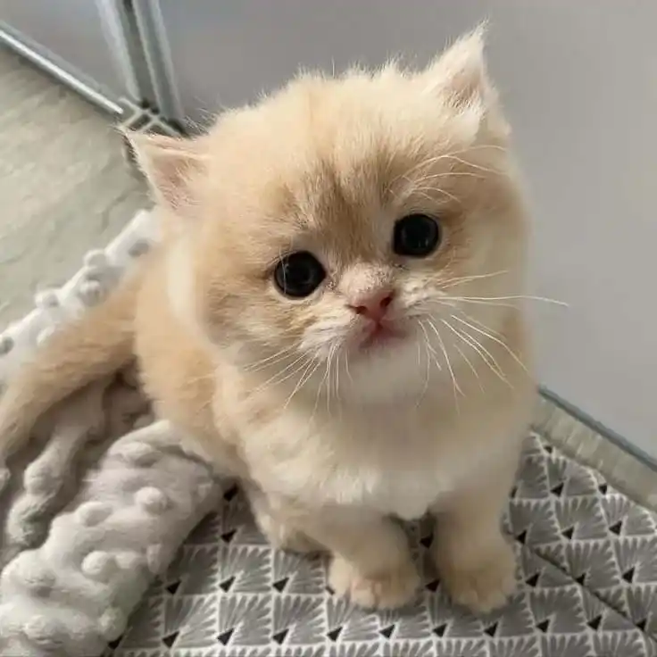 Cute Cat DP