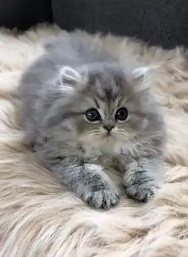 Cute Cat DP