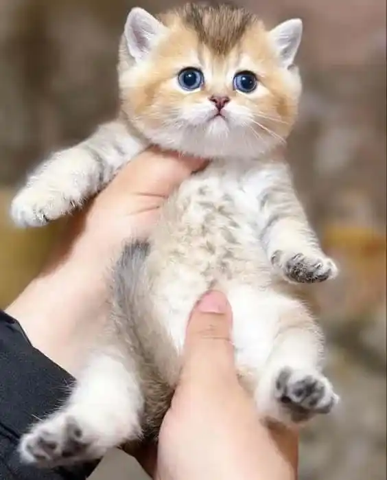 Cute Cat DP
