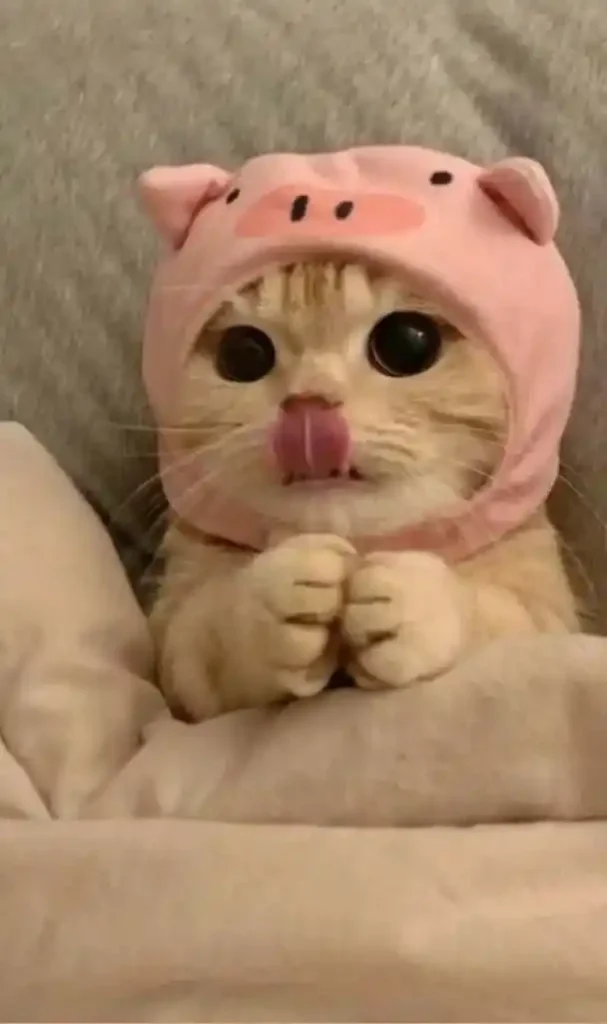 Cute Cat DP