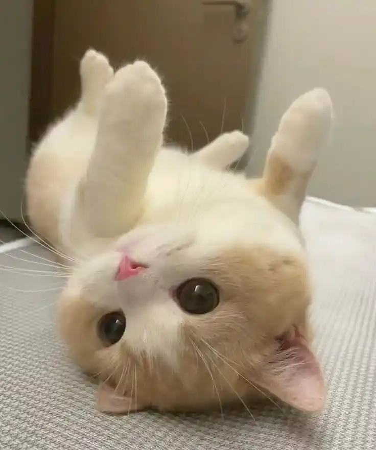 Cute Cat DP