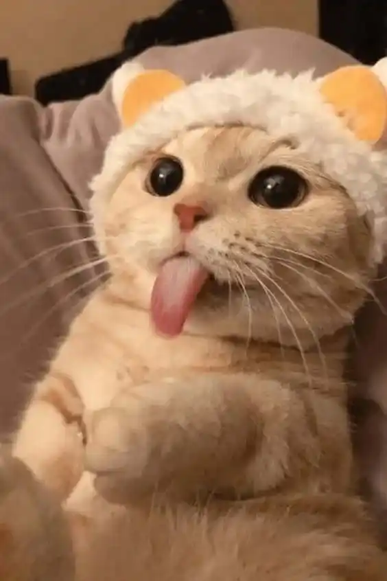 Cute Cat DP