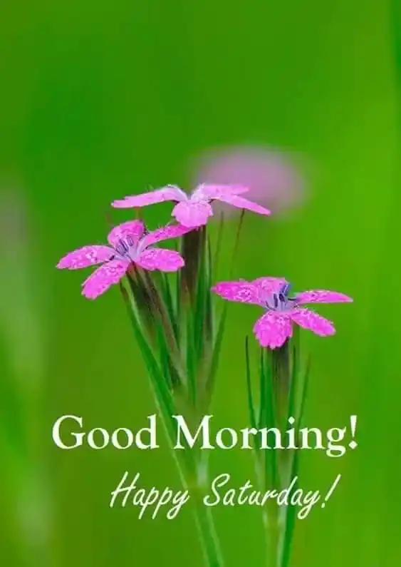 good morning saturday images