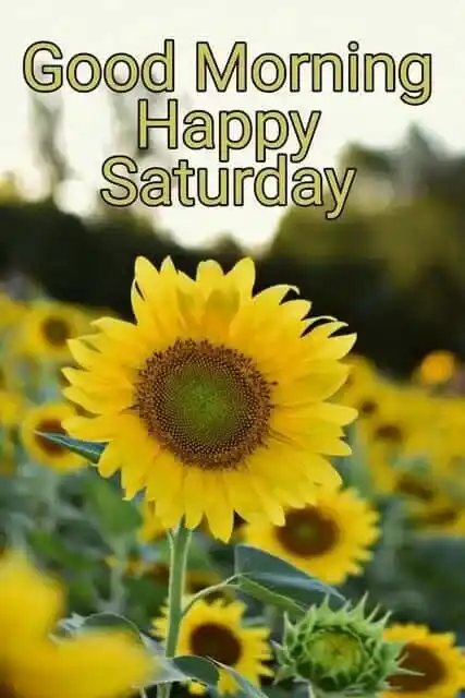 good morning saturday images