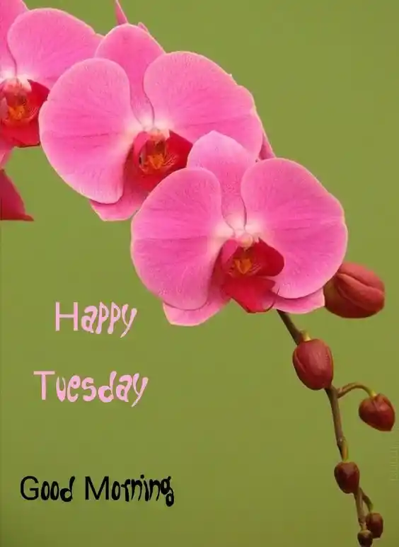 Good Morning Tuesday