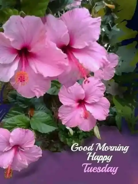 Good Morning Tuesday