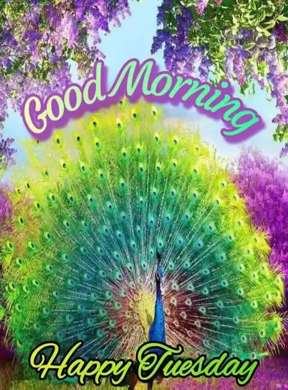 Good Morning Tuesday