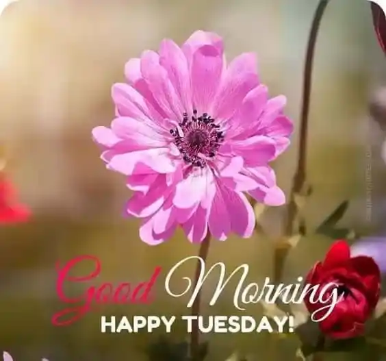 Good Morning Tuesday