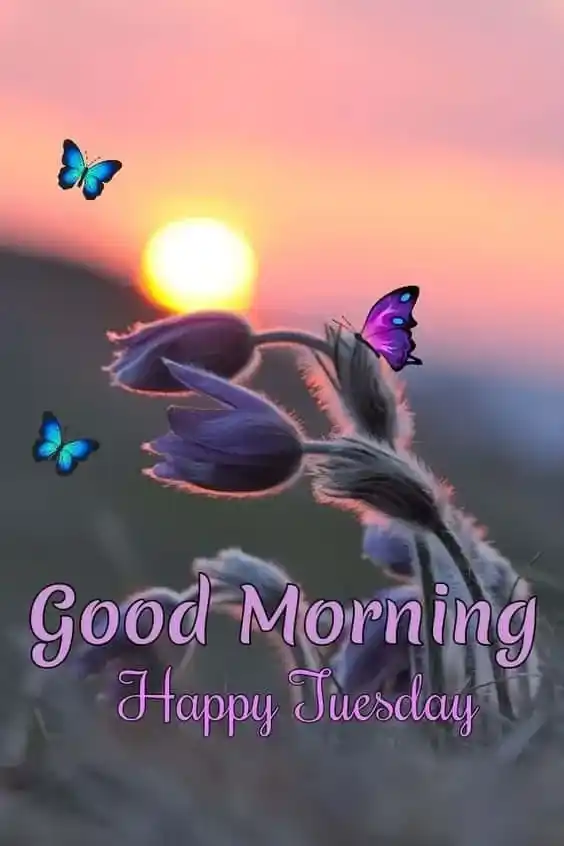 Good Morning Tuesday