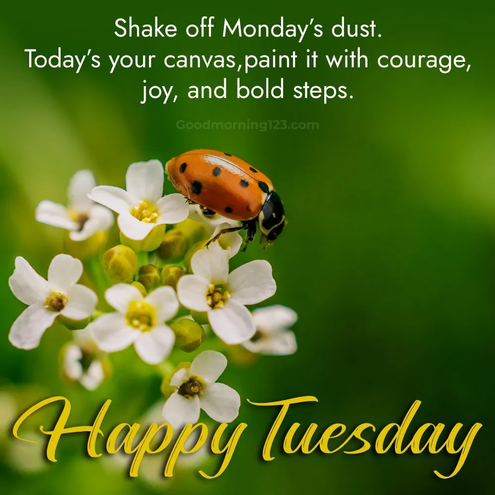 Good Morning Tuesday