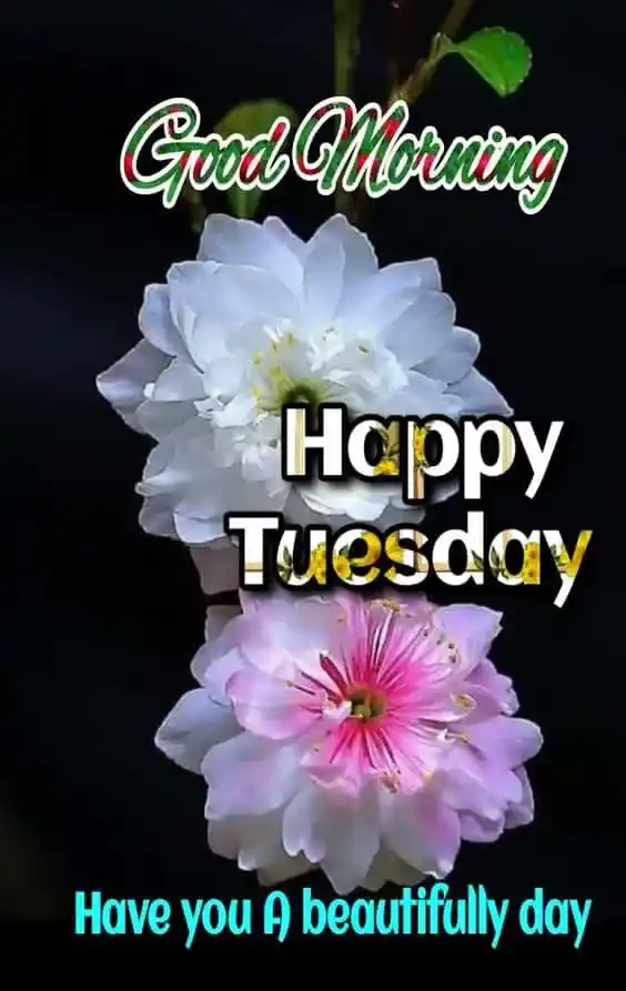 Good Morning Tuesday